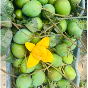 হাড়িভাঙ্গা আম - 10kg সাথে 1kg ফ্রি