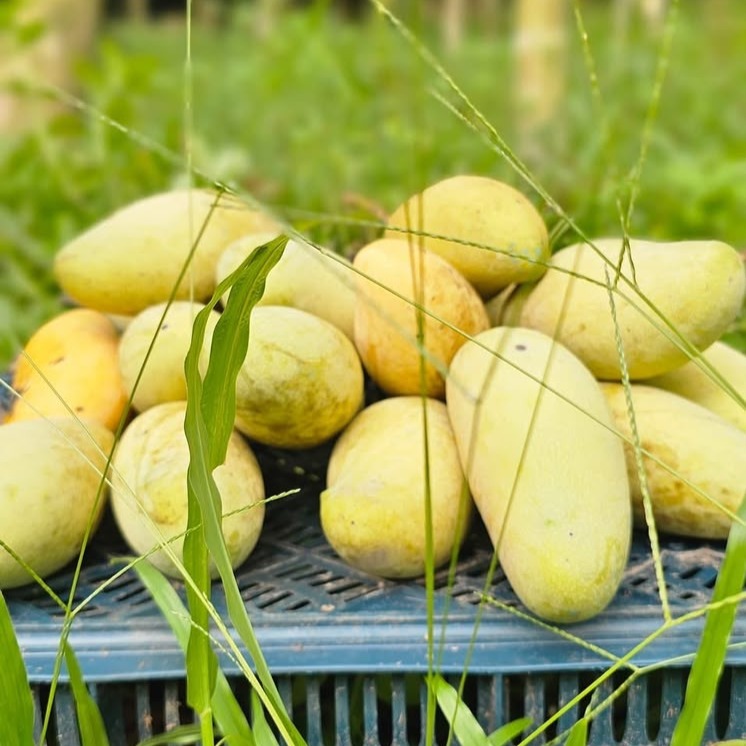 Banana Mango (2)