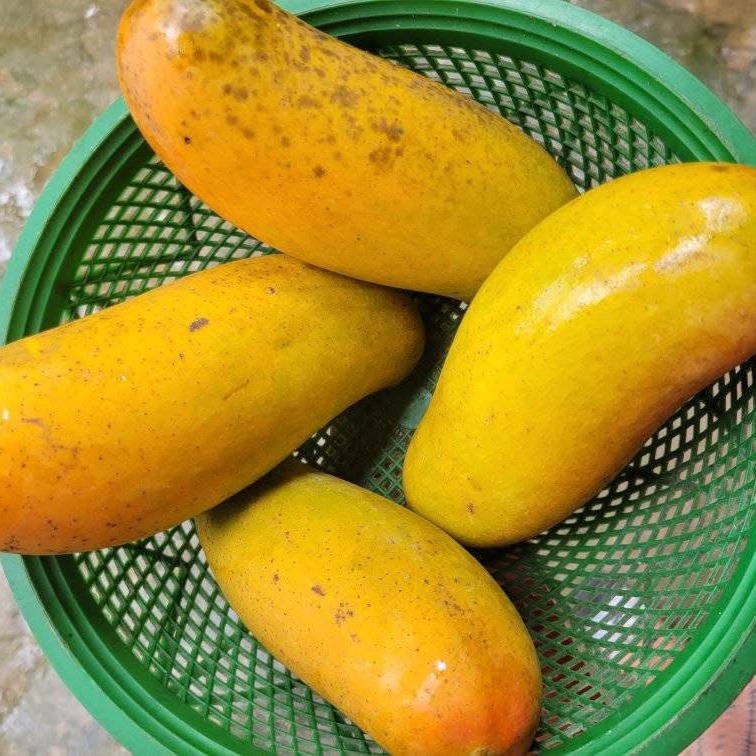 Banana Mango (3)