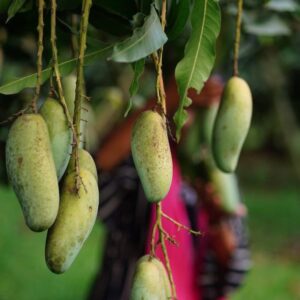 ব্যানানা  আম
