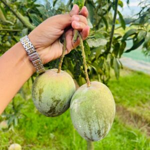 বারি-৪ আম